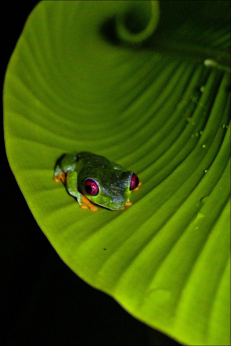 night walk in the rainforest in the search of the nocturnal red-eyed tree frog